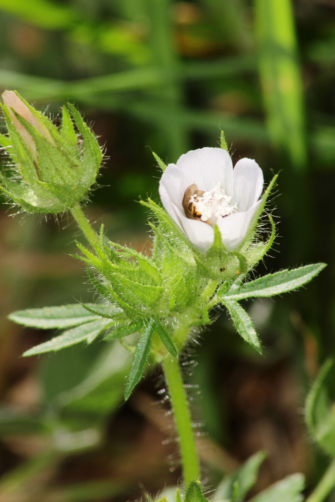 Althaea hirsuta / Altea ispida